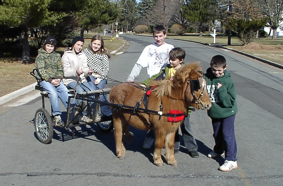 CountryTime Pony Rides - Mini Driving Pony - Trooper