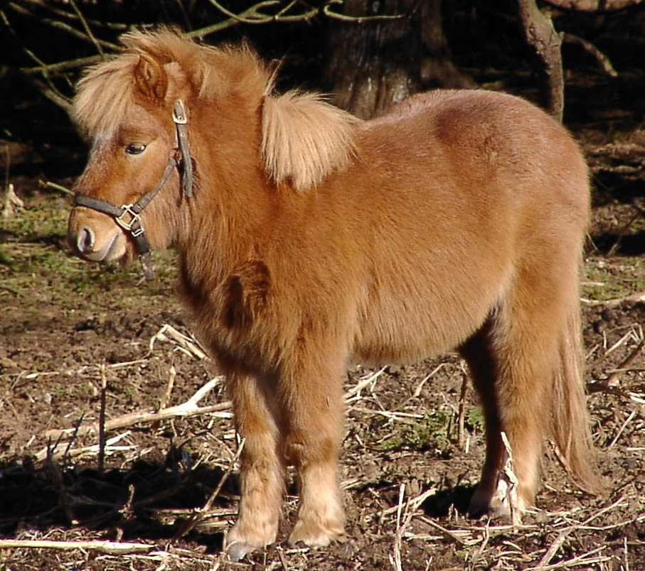 CountryTime Pony Rides - Trooper