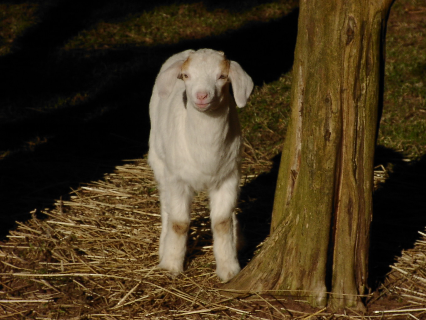CountryTime Pony Rides - Mini Goat - Little Ricky